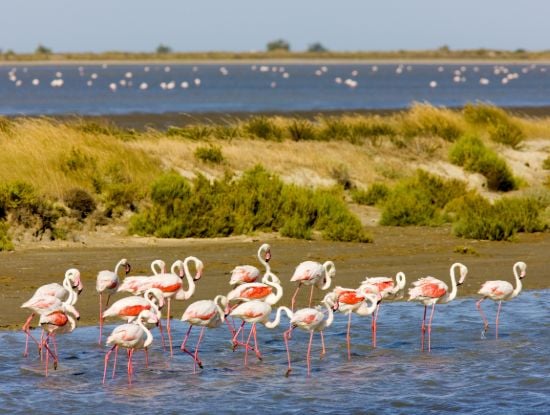 Flamingo's Camargue